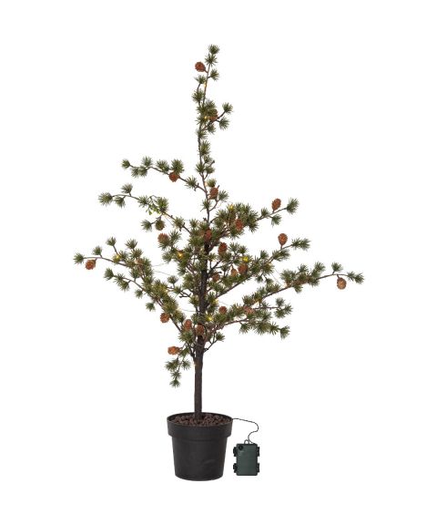 Larix busk, høyde 117 cm